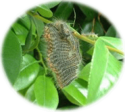 チャドクガ駆除